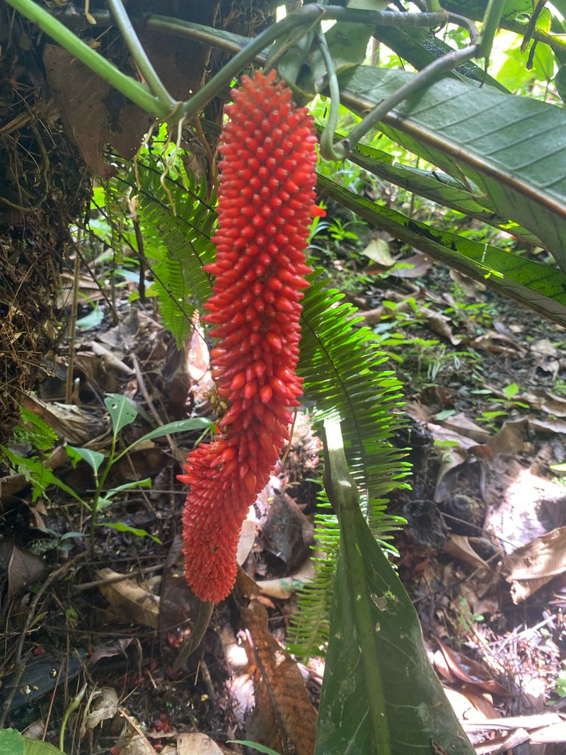 Anthurium upalaense photo 5
