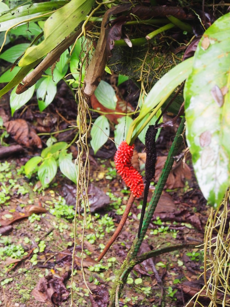 Anthurium upalaense photo 6