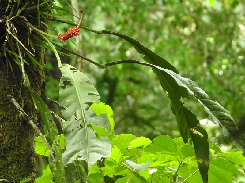 Anthurium upalaense photo 7