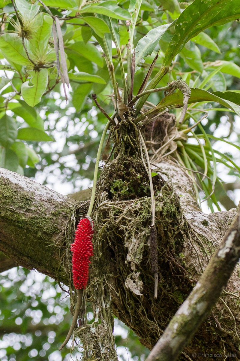 Anthurium upalaense photo 8