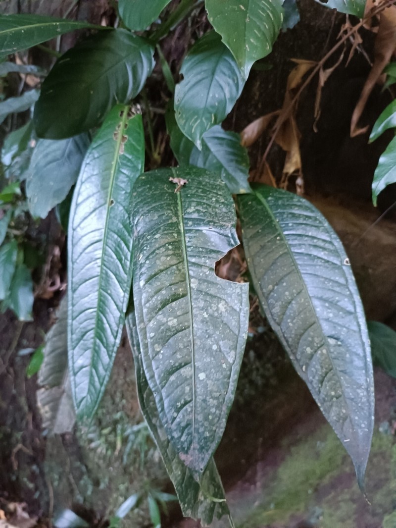 Anthurium urvilleanum