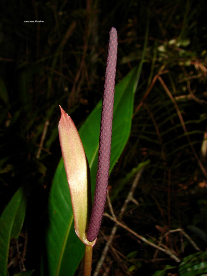 Anthurium urvilleanum photo 2