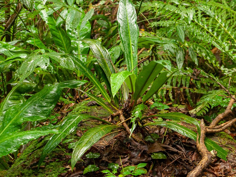 Anthurium urvilleanum photo 3
