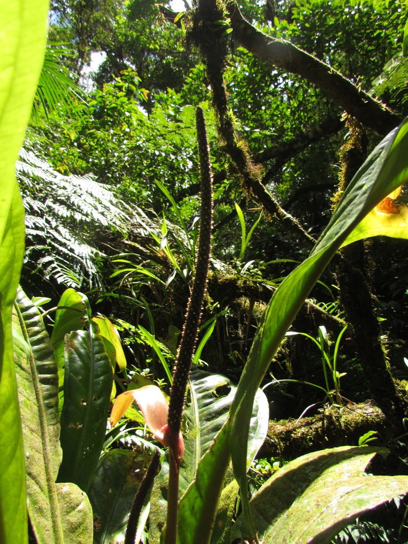 Anthurium urvilleanum photo 4