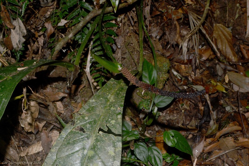 Anthurium urvilleanum photo 6