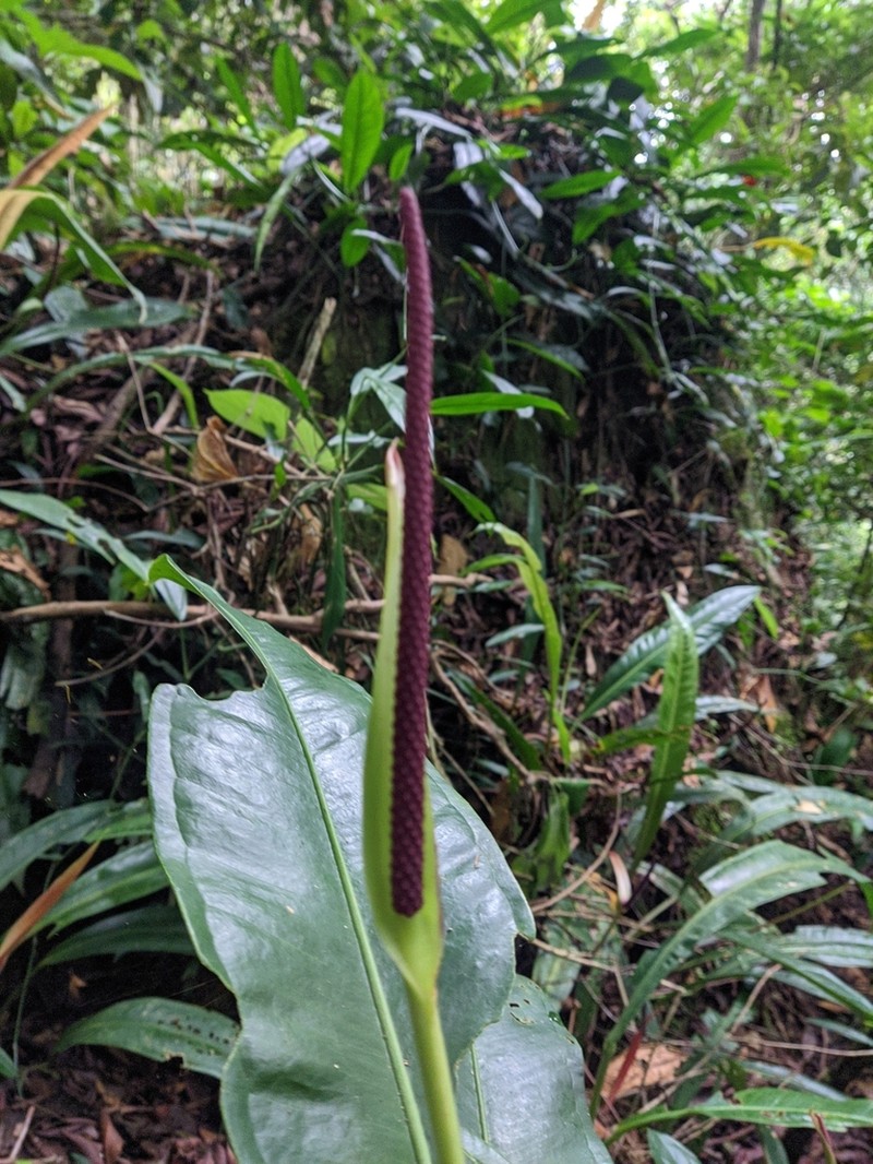 Anthurium urvilleanum photo 7