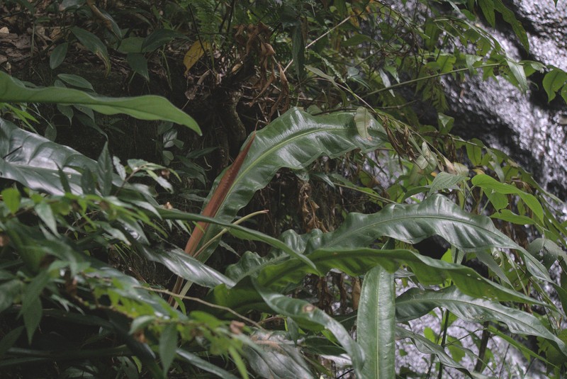 Anthurium urvilleanum photo 8