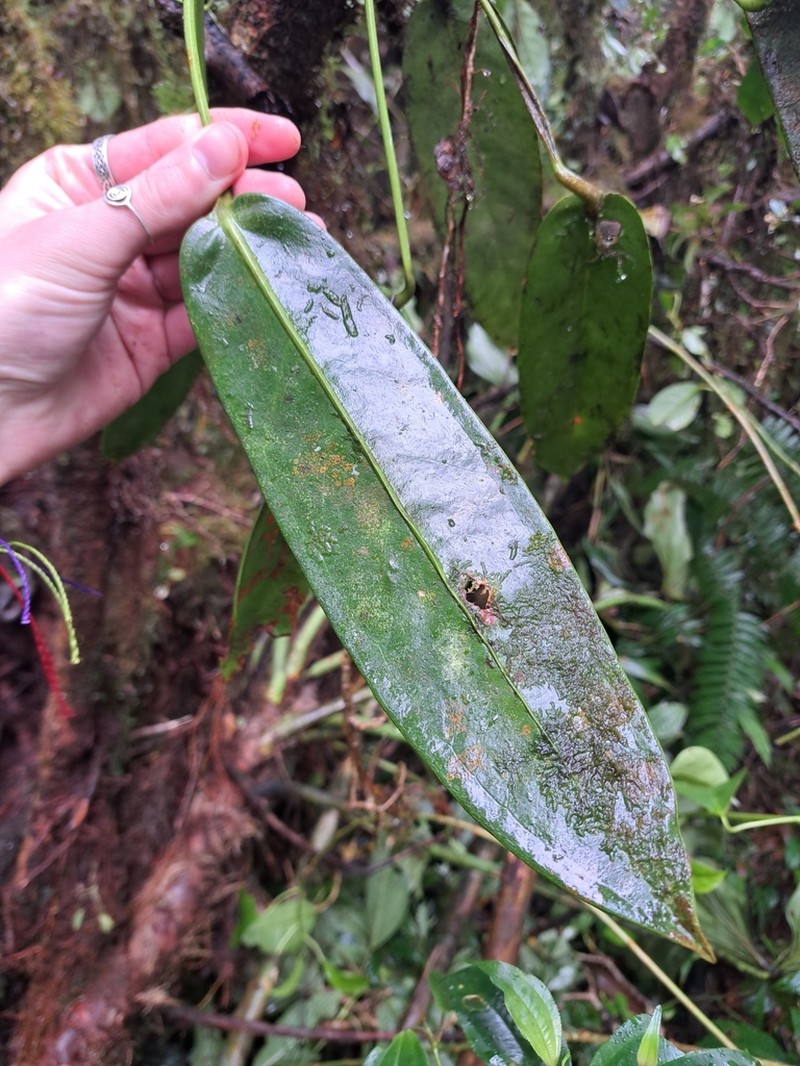 Anthurium utleyorum