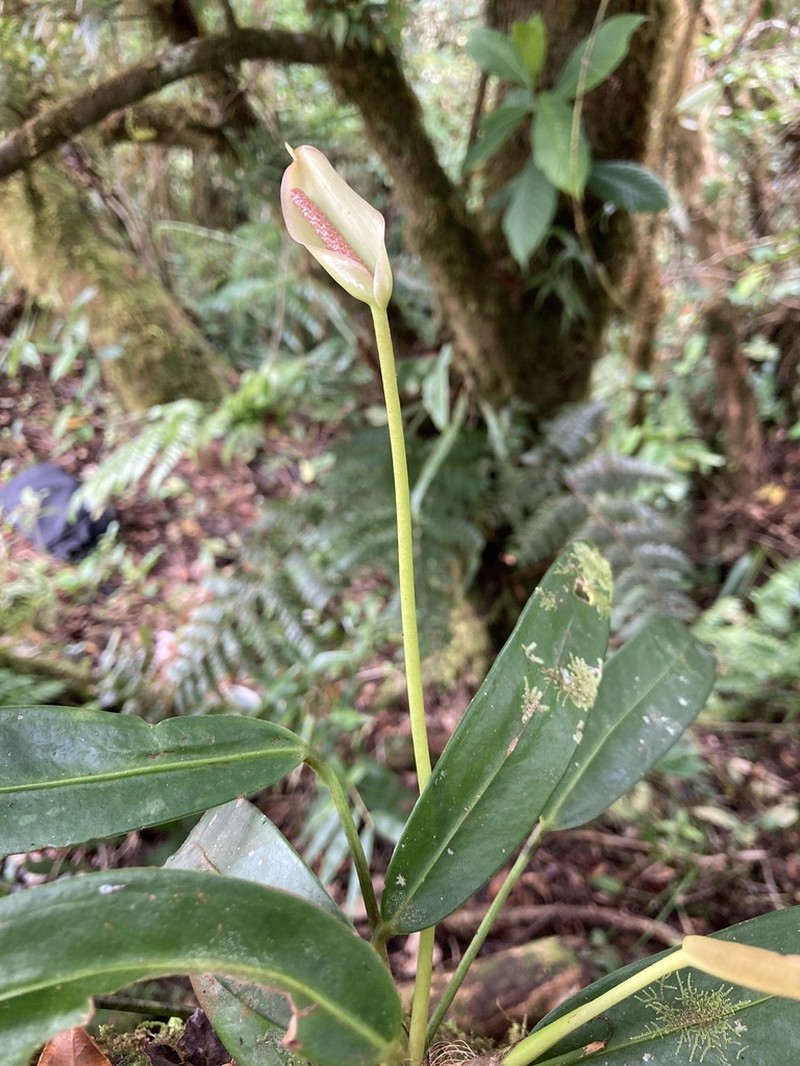 Anthurium utleyorum photo 2