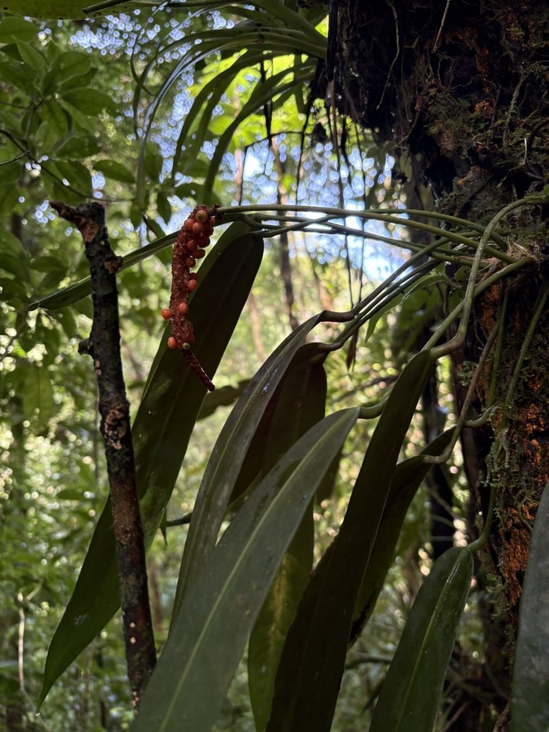 Anthurium utleyorum photo 3