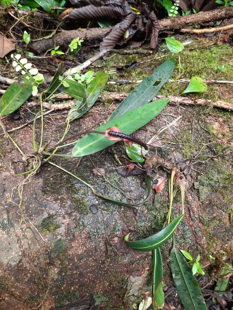 Anthurium utleyorum photo 4
