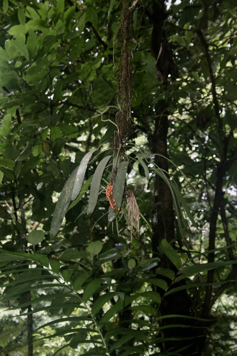 Anthurium utleyorum photo 6