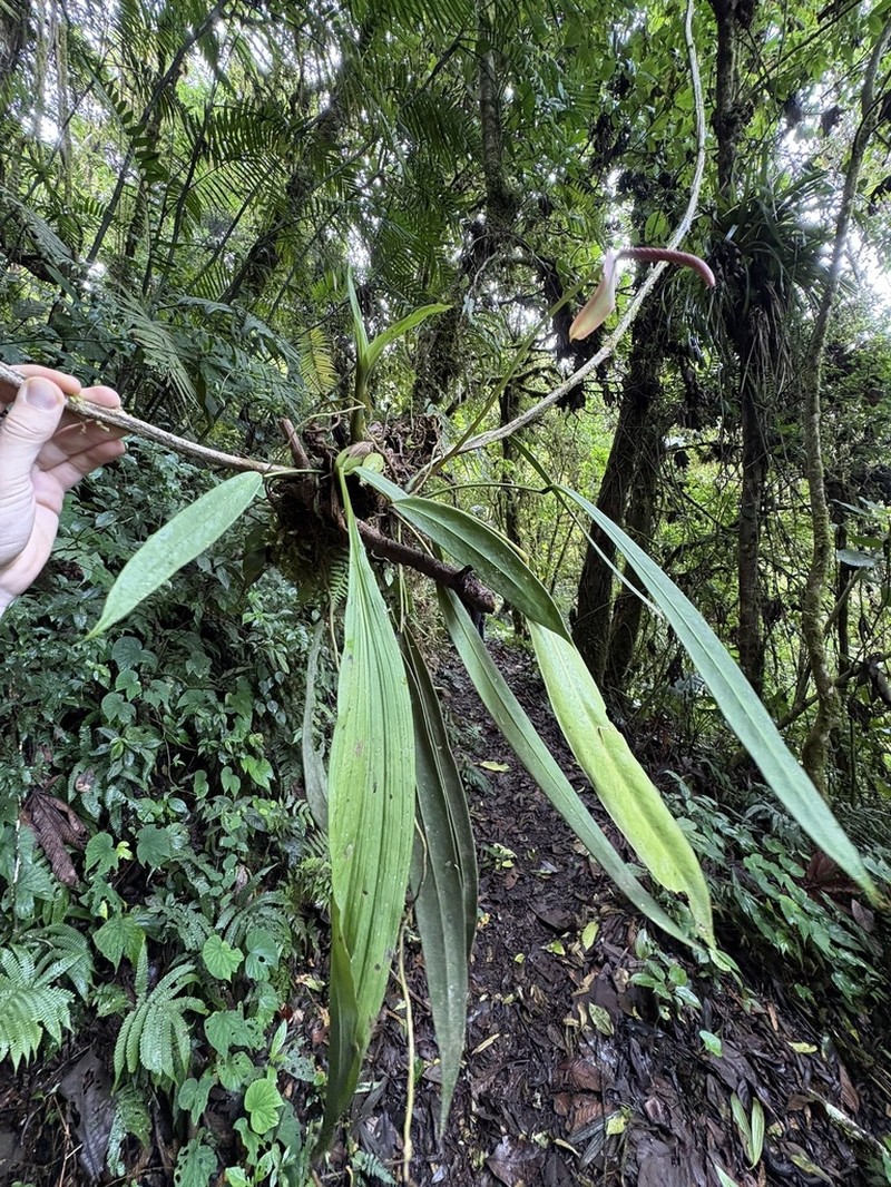 Anthurium utleyorum photo 7
