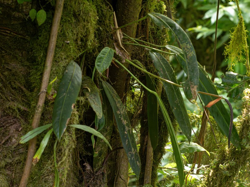 Anthurium utleyorum photo 8
