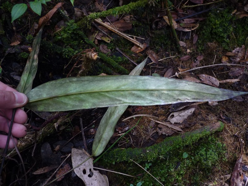 Anthurium valenzuelae photo 2