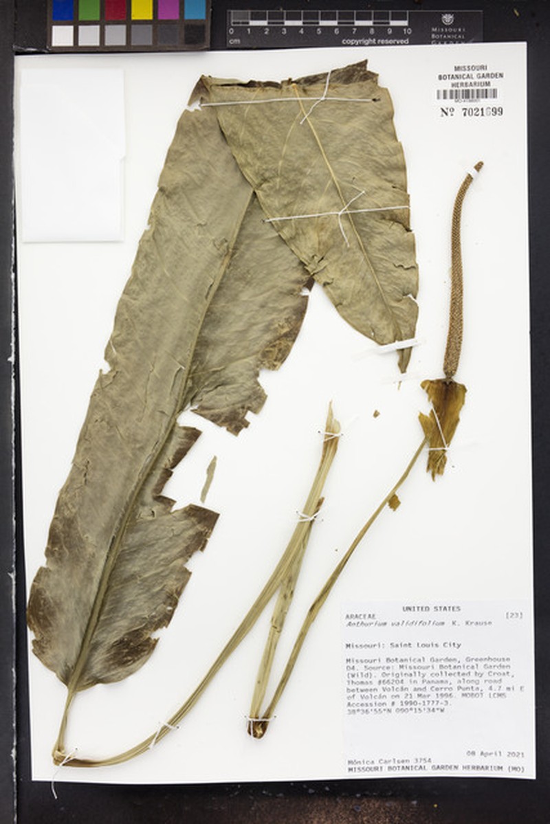 Anthurium validifolium photo 3