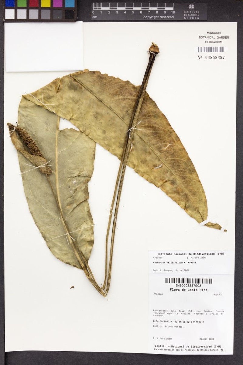 Anthurium validifolium photo 4
