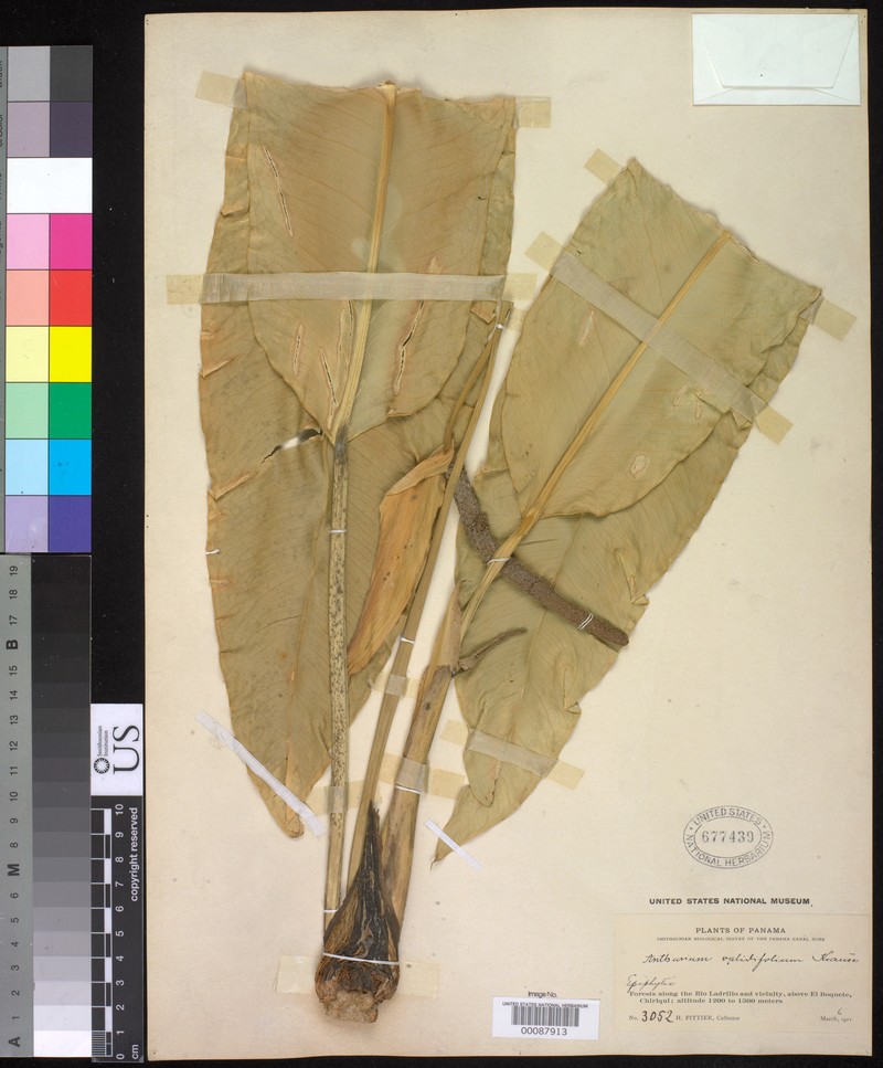 Anthurium validifolium