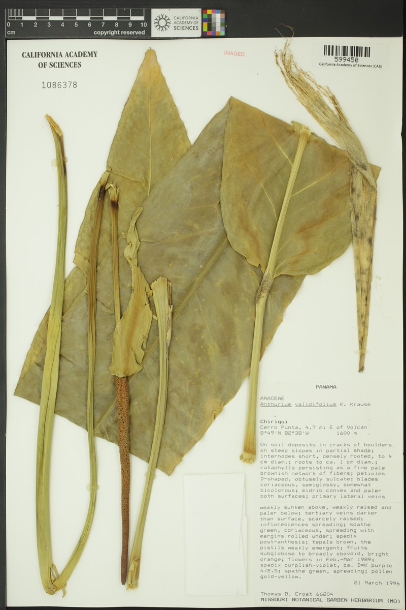 Anthurium validifolium