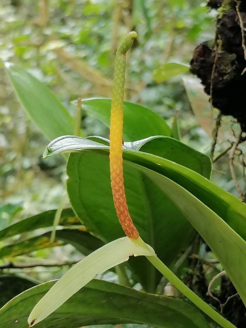Anthurium vallense photo 2