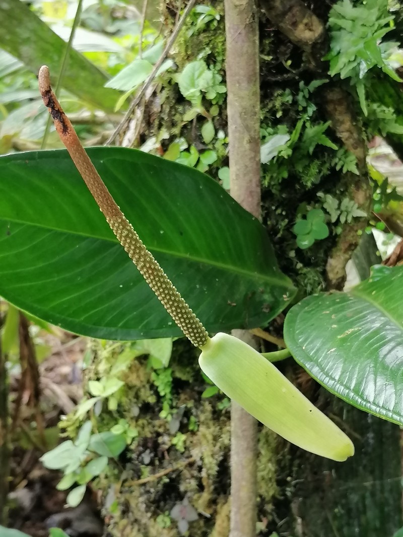 Anthurium vallense photo 4