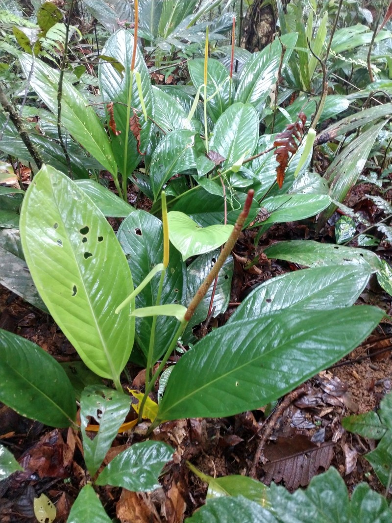Anthurium vallense photo 6