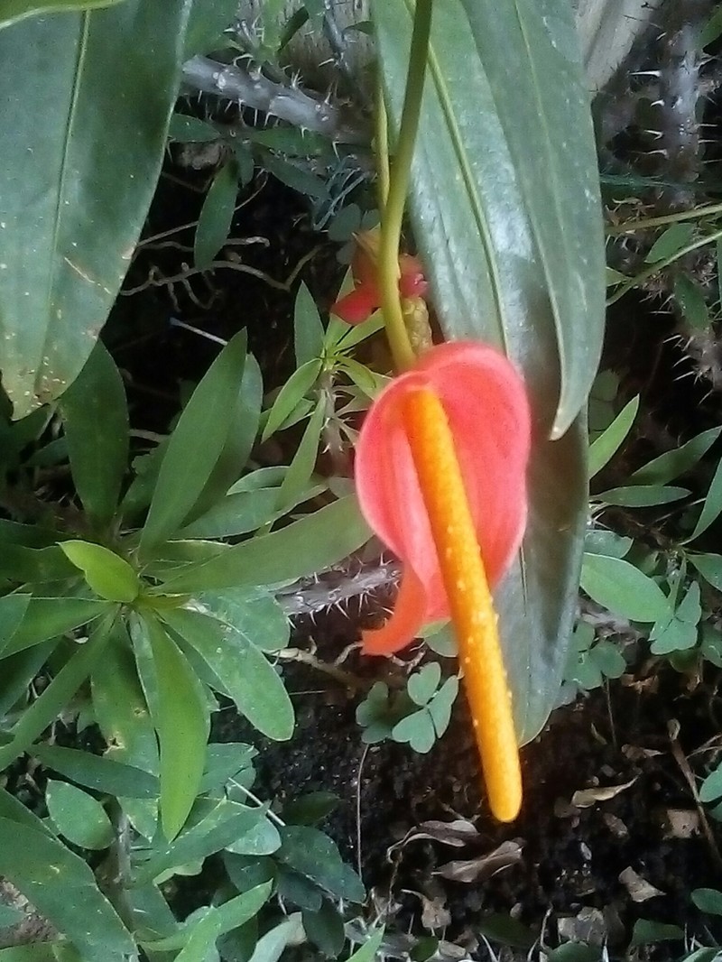 Anthurium vanderknaapii