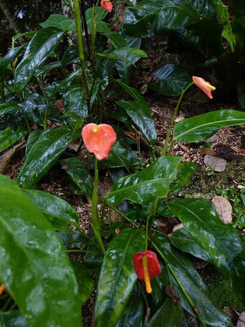 Anthurium vanderknaapii photo 3