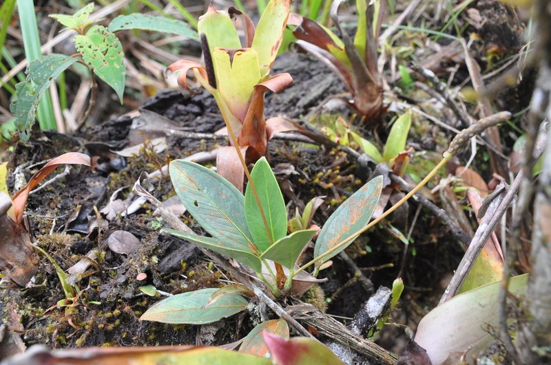 Anthurium vanninii