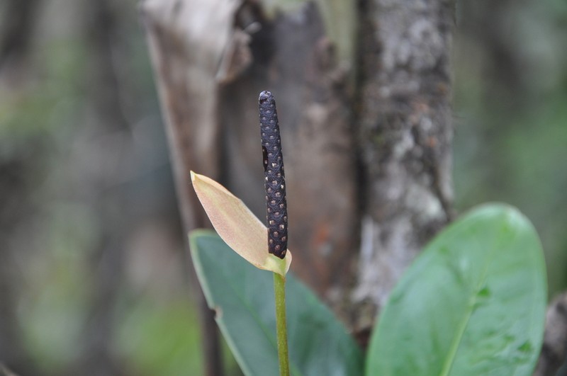 Anthurium vanninii photo 2