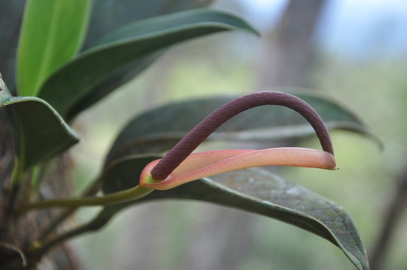 Anthurium vanninii photo 3