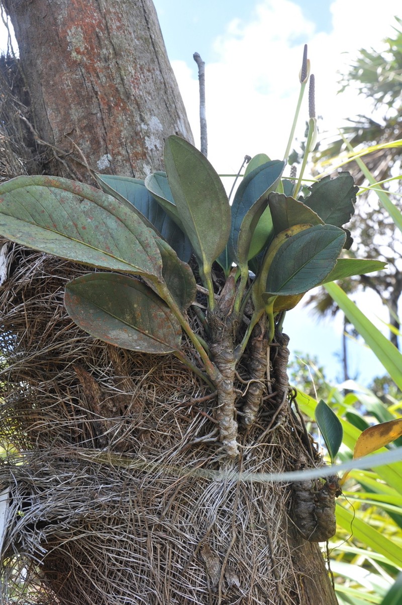 Anthurium vanninii photo 4