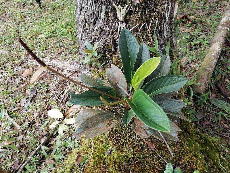Anthurium vanninii photo 5