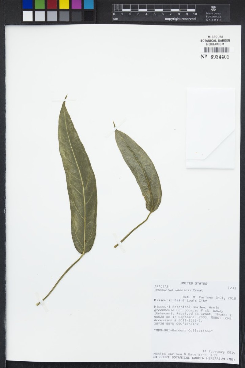 Anthurium vanninii photo 6