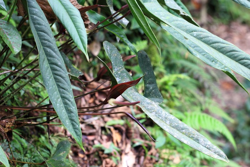 Anthurium variegatum photo 5