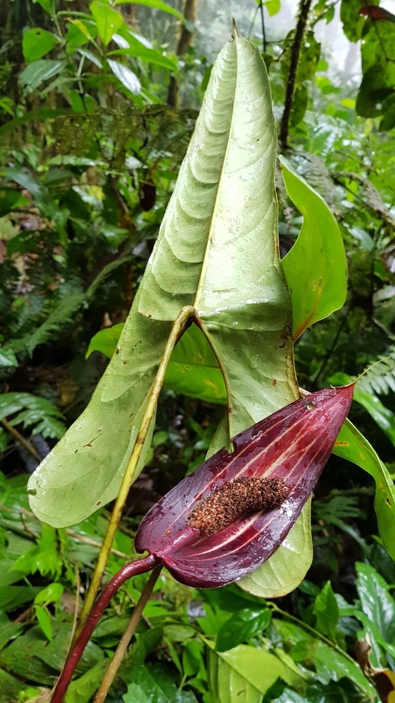 Anthurium variegatum photo 6