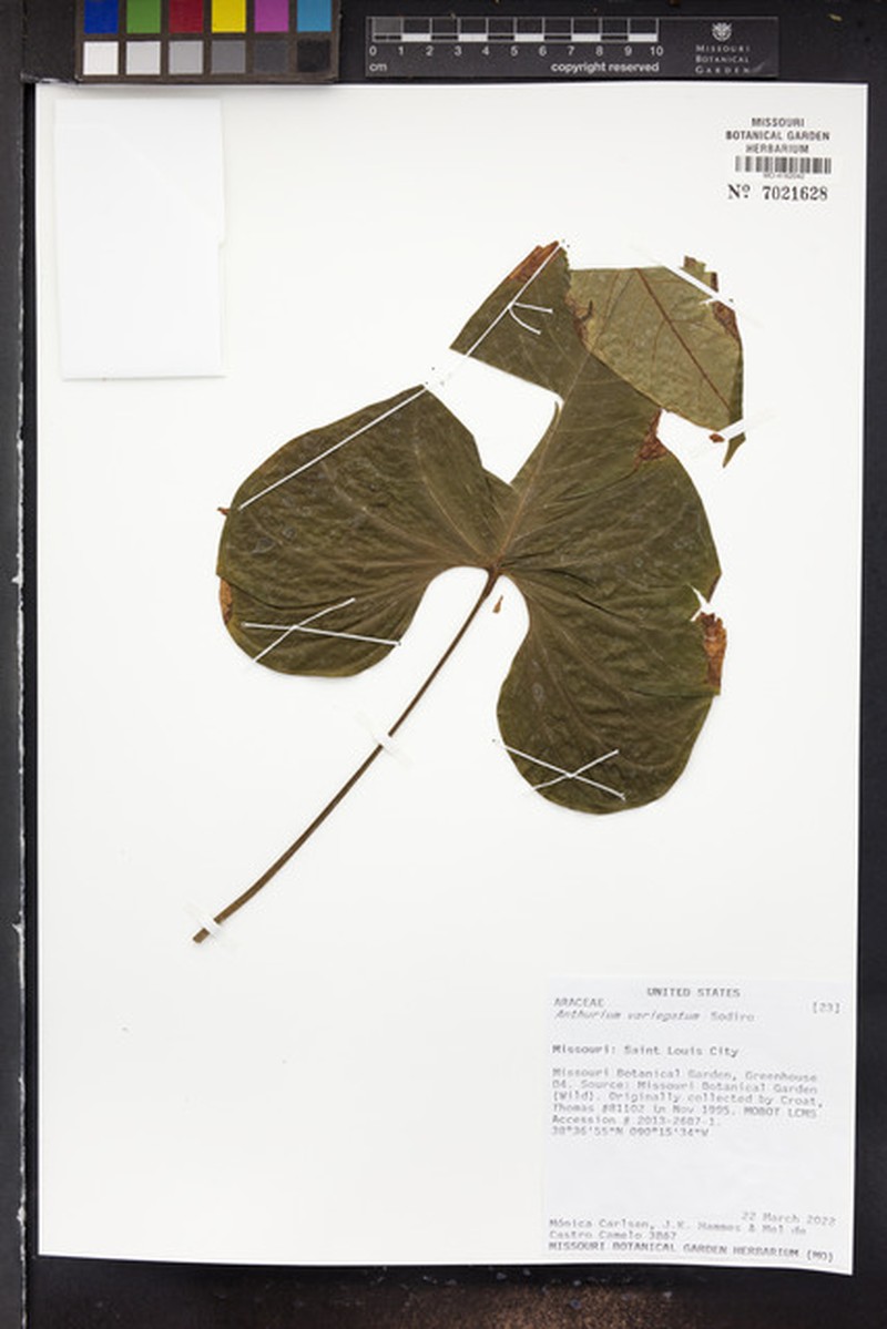 Anthurium variegatum photo 7
