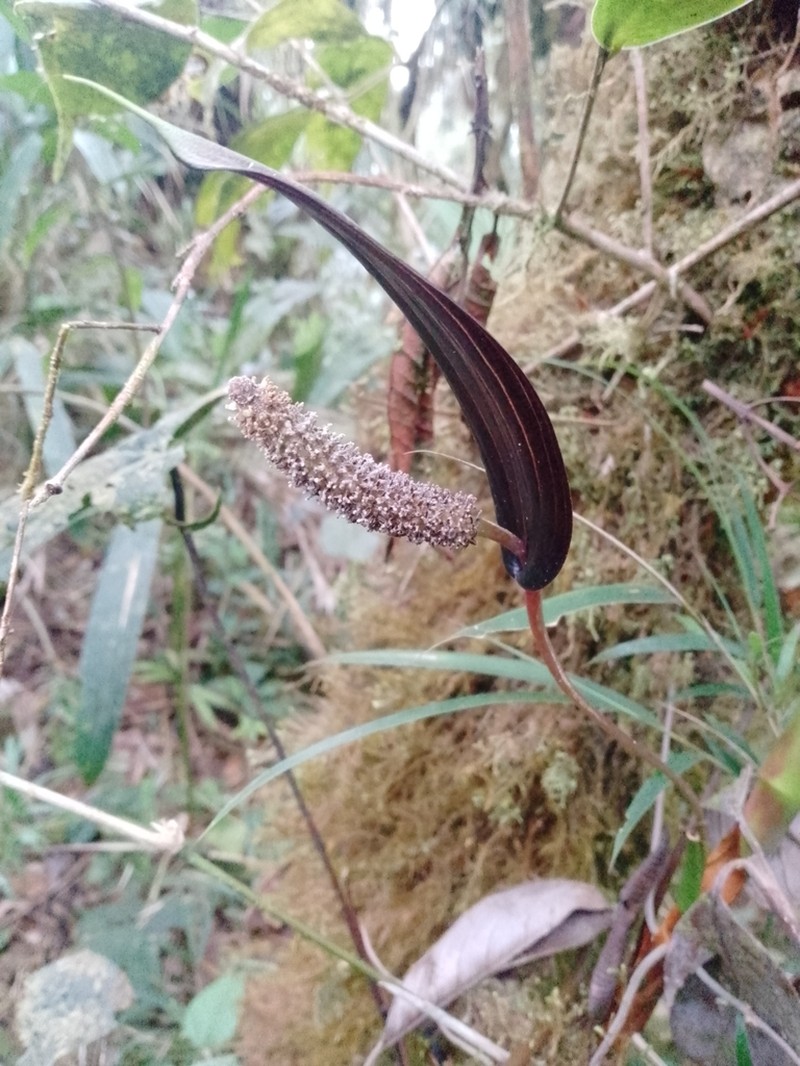 Anthurium variegatum
