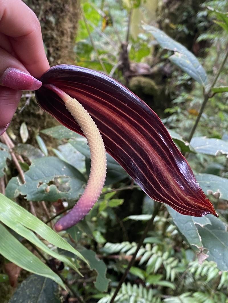 Anthurium variegatum photo 2