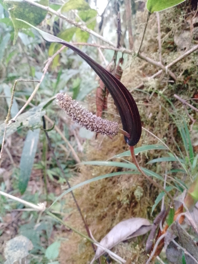 Anthurium variegatum photo 3