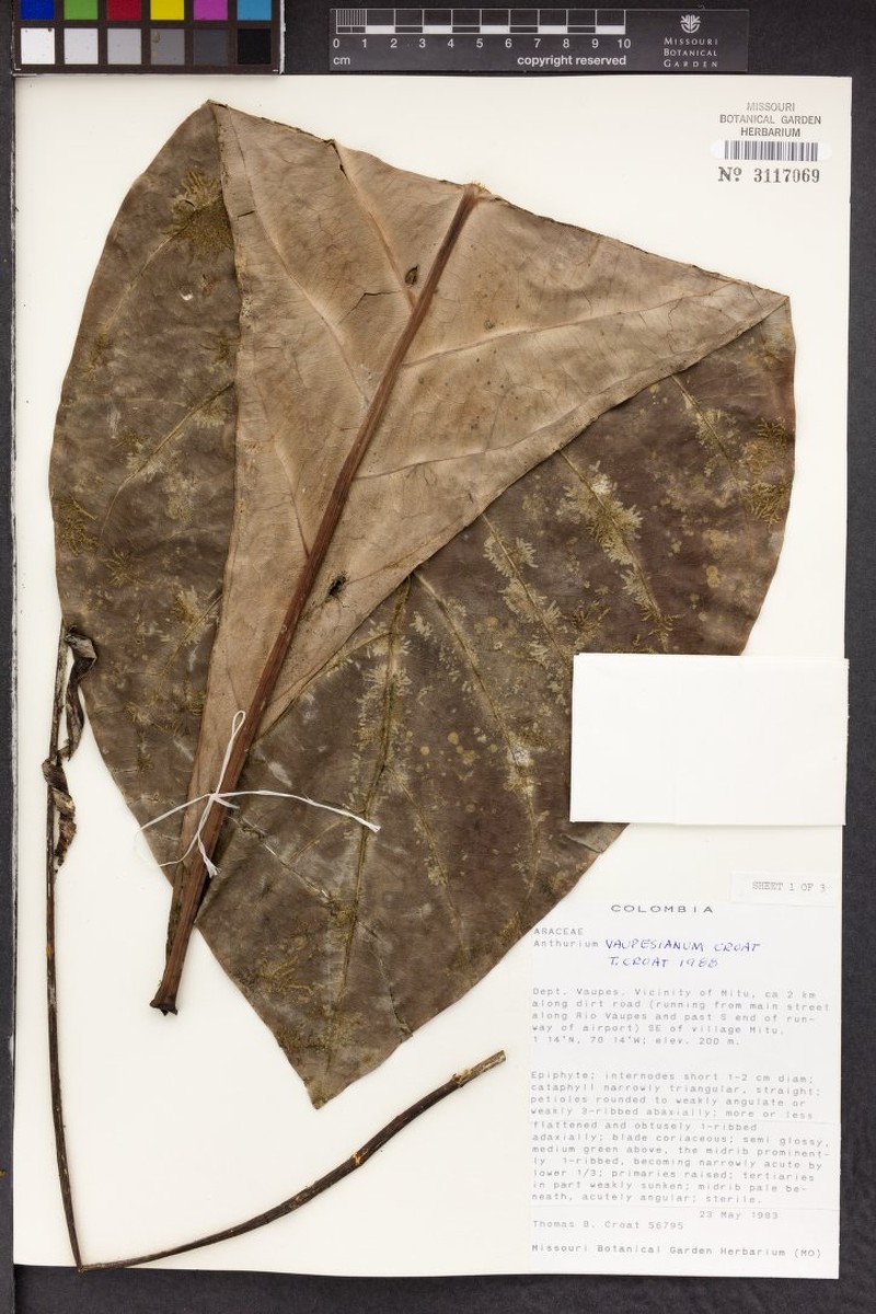 Anthurium vaupesianum photo 2