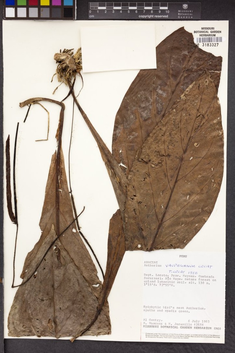 Anthurium vaupesianum photo 3