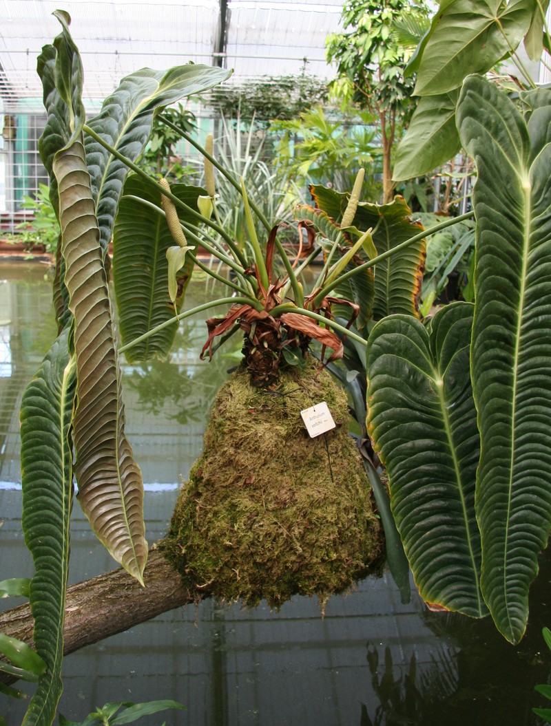 Anthurium veitchii