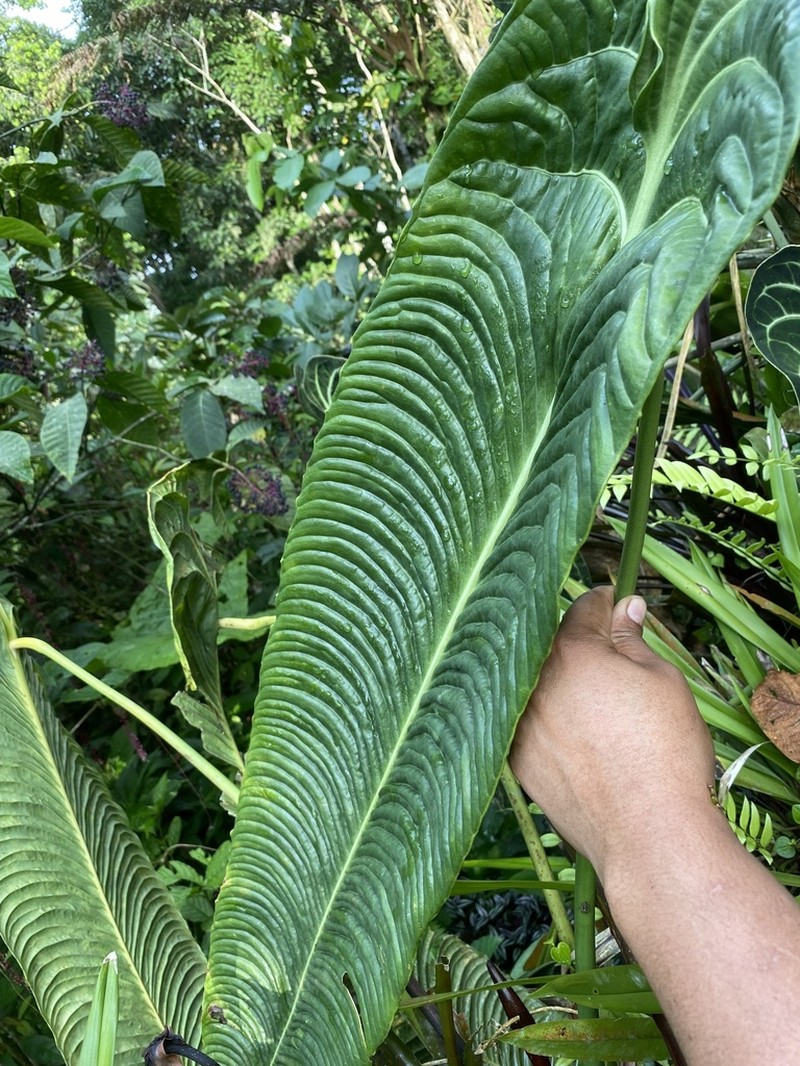 Anthurium veitchii photo 2