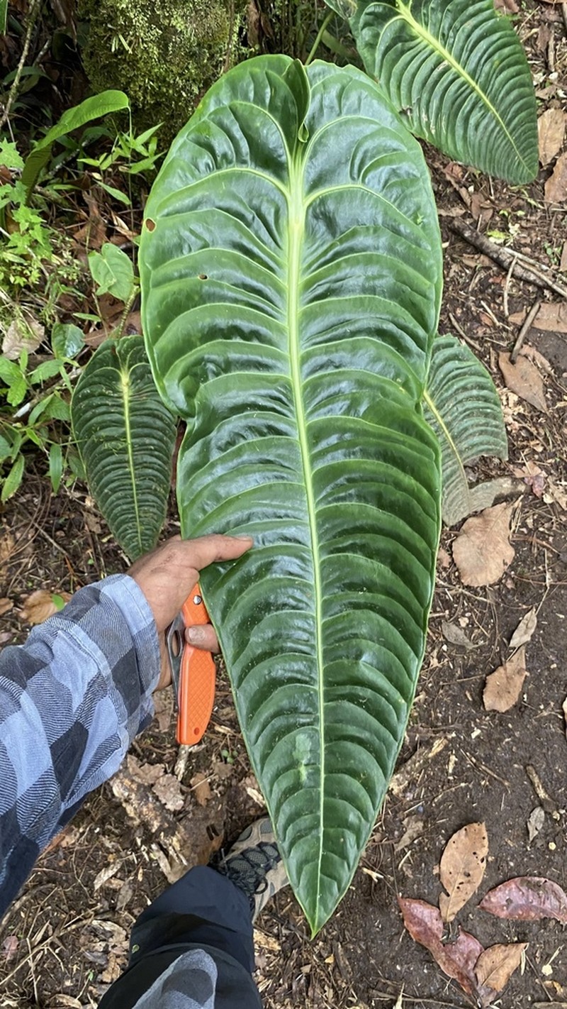 Anthurium veitchii photo 3
