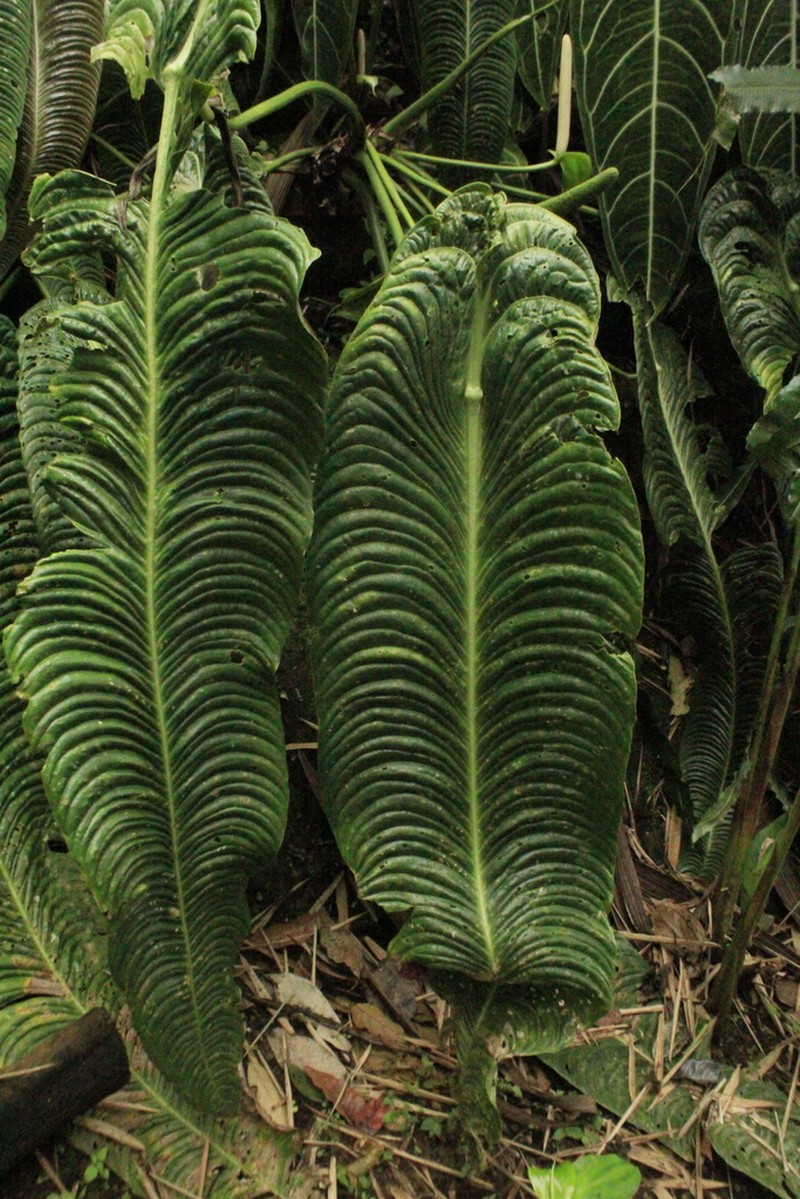 Anthurium veitchii photo 4