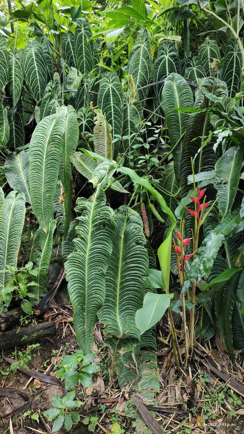 Anthurium veitchii photo 5