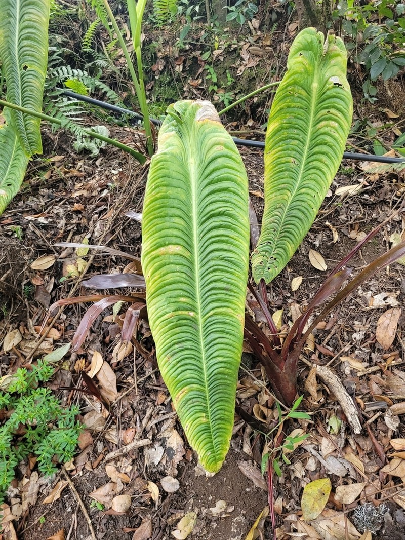 Anthurium veitchii photo 6