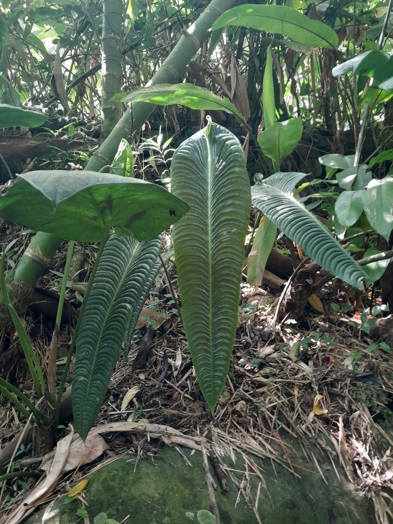 Anthurium veitchii photo 7