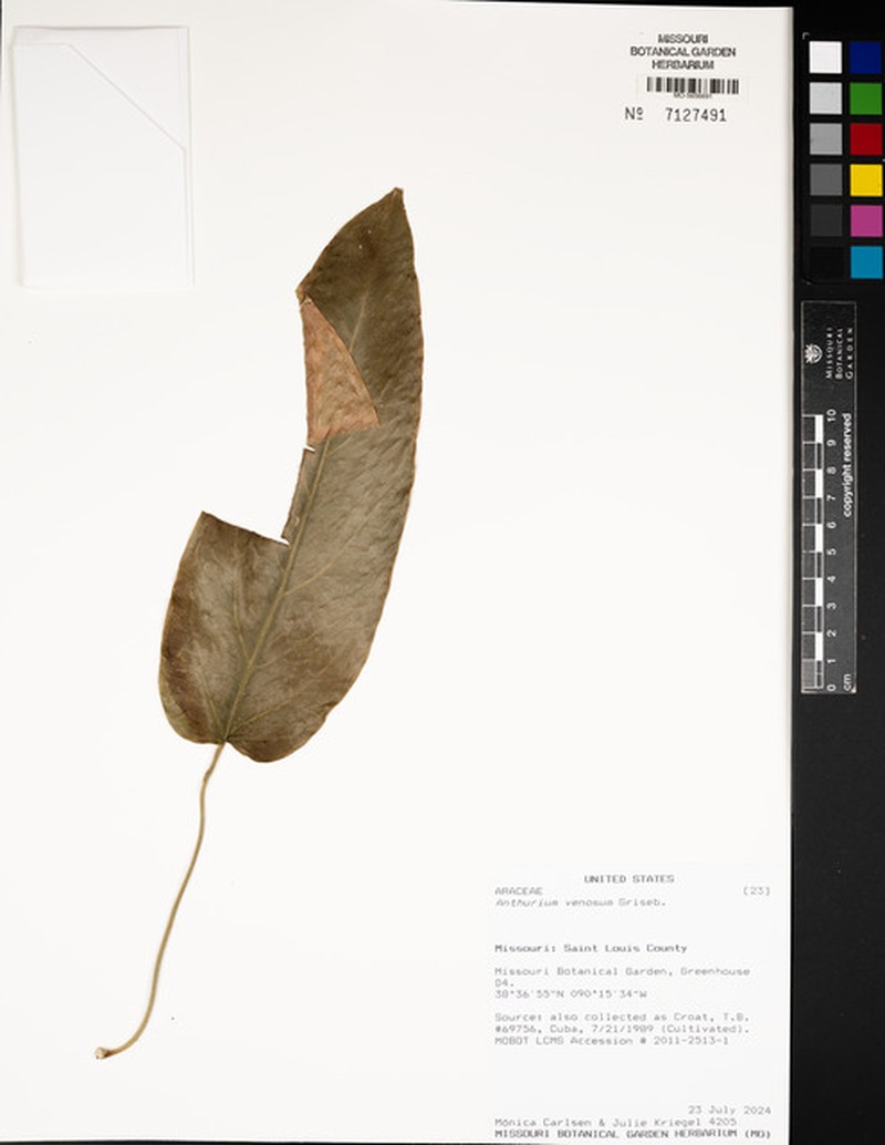Anthurium venosum photo 3